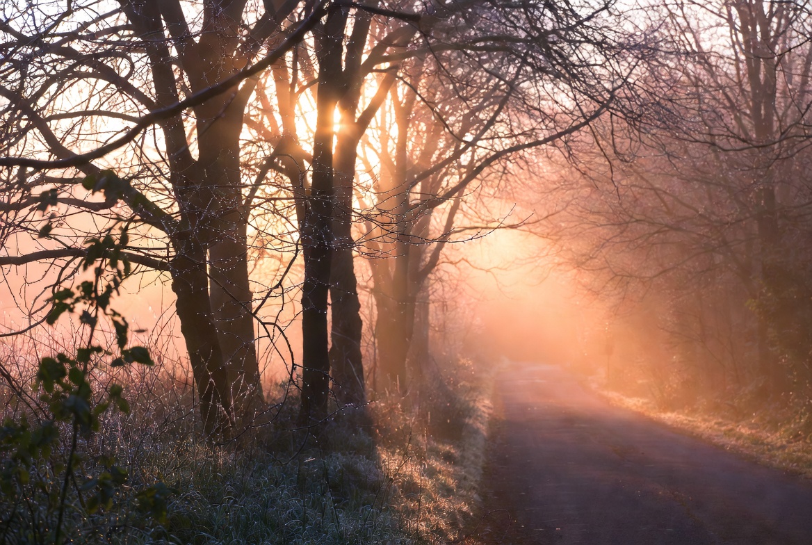 Beautiful sunrise over walking trail through trees